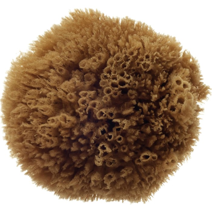 Hydréa London Grass Sea Sponge Caribbean