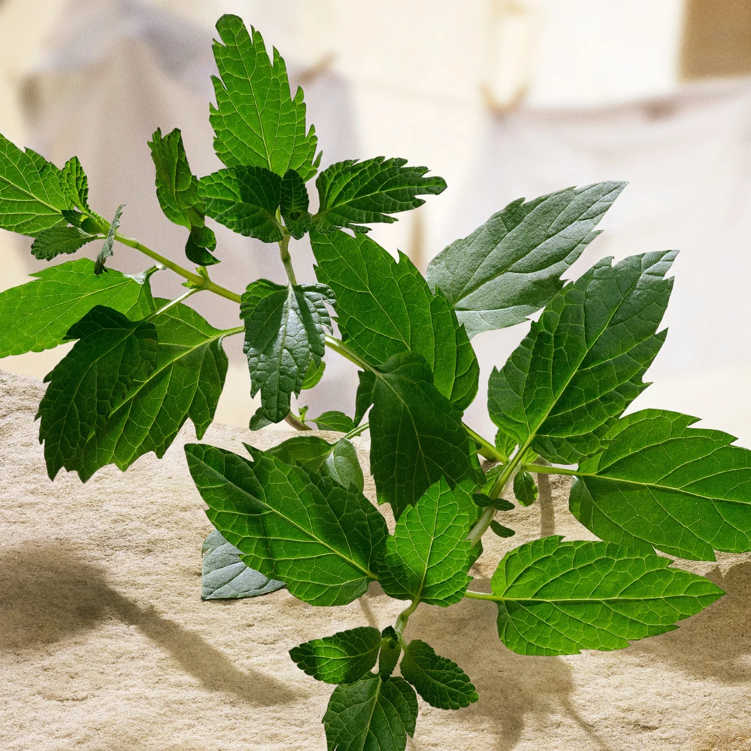 Dolce & Gabbana Devotion Pour Homme Eau de Parfum 50 ml, bild 4