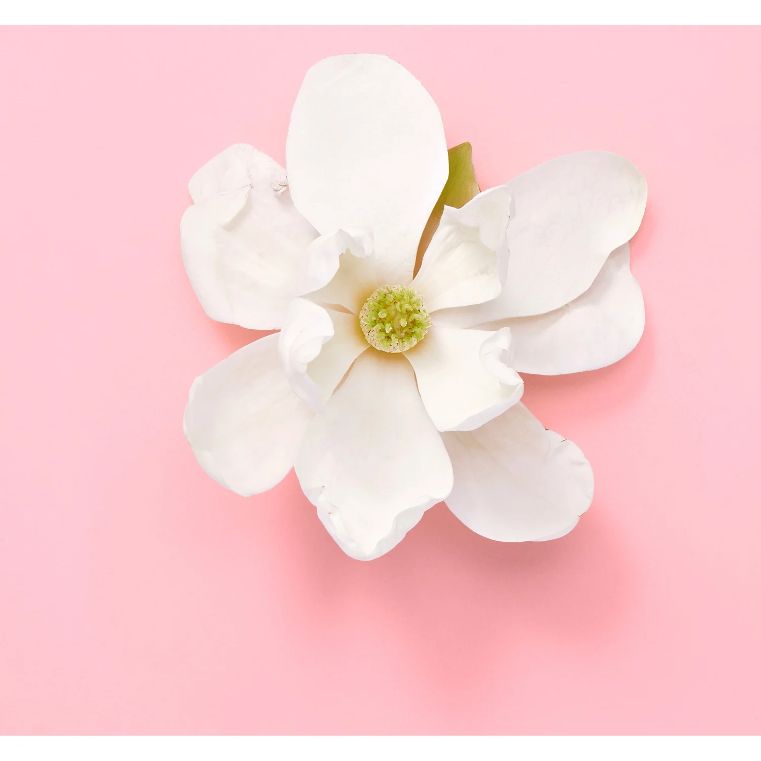 Gucci Flora Gorgeous Jasmine Eau de Parfum 50 ml, bild 5