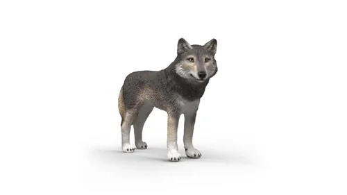 Schleich - Wild Life - American Wolf (14991), bild 3