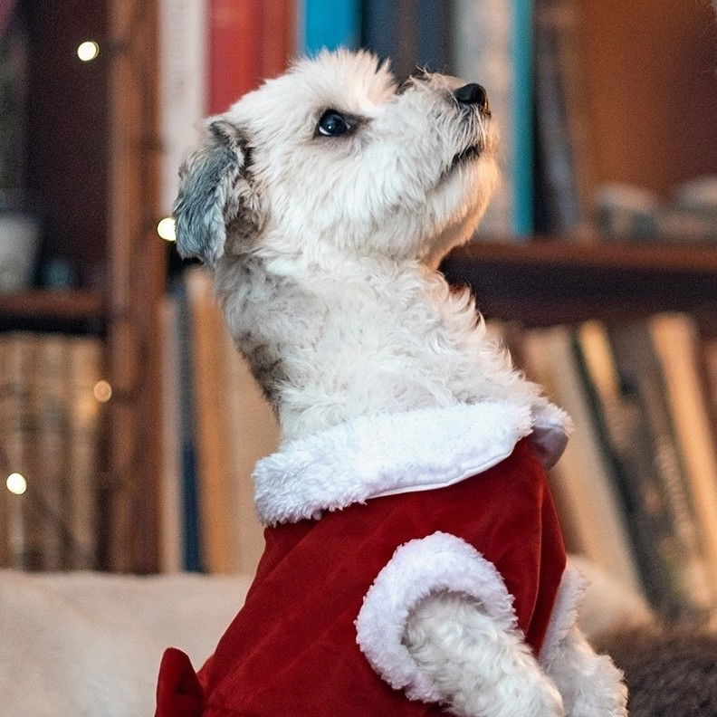 Little&Bigger Xmas Girly Girl Tomtedräkt till Hund 25 cm