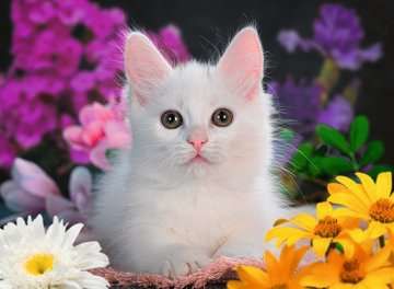 Ravensburger pussel: White Kitten Glitter XXL 100 Bitar